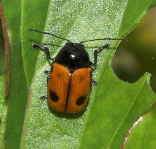 Réf. 196 279 : Cryptocephalus bipunctatus